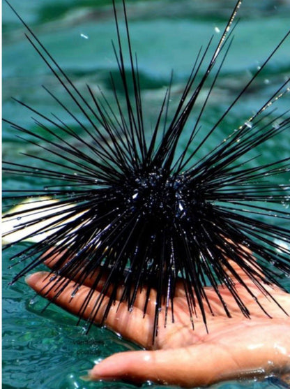 Urchin Handmade Neckless by Feme